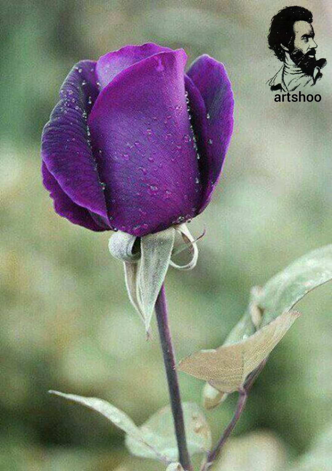 گل اورژینال رنگ روغن